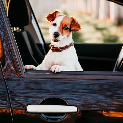 Pet Relocation