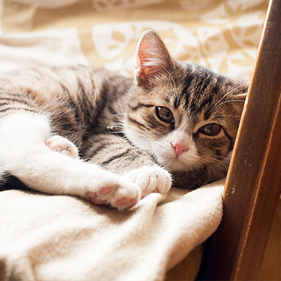 Cat Sitting