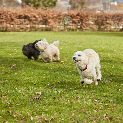 Dog Parks