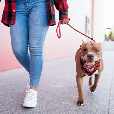 Dog Walking